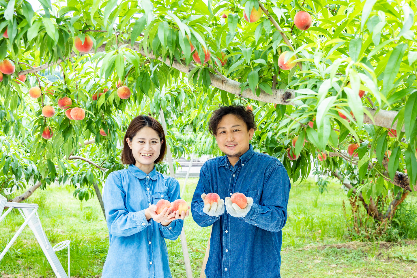 7月下旬から 黄金桃【秀品】2kg箱(5~9玉入り)