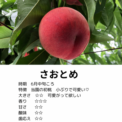 6月　さおとめ【秀品】2ｋｇ箱（9～12玉入り）