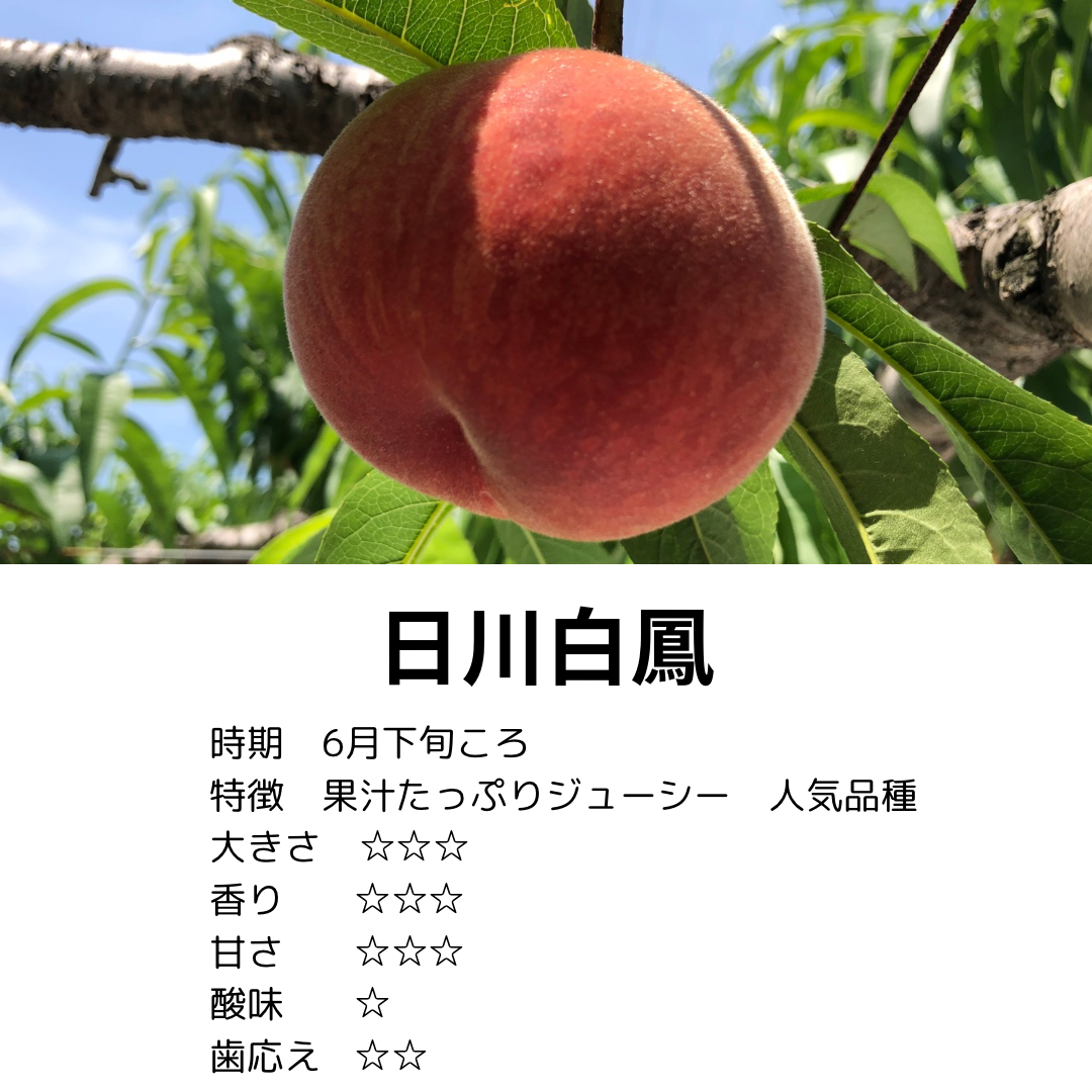 6月　日川白鳳【秀品】オリジナルミニBOX（約1kg）（5玉前後）