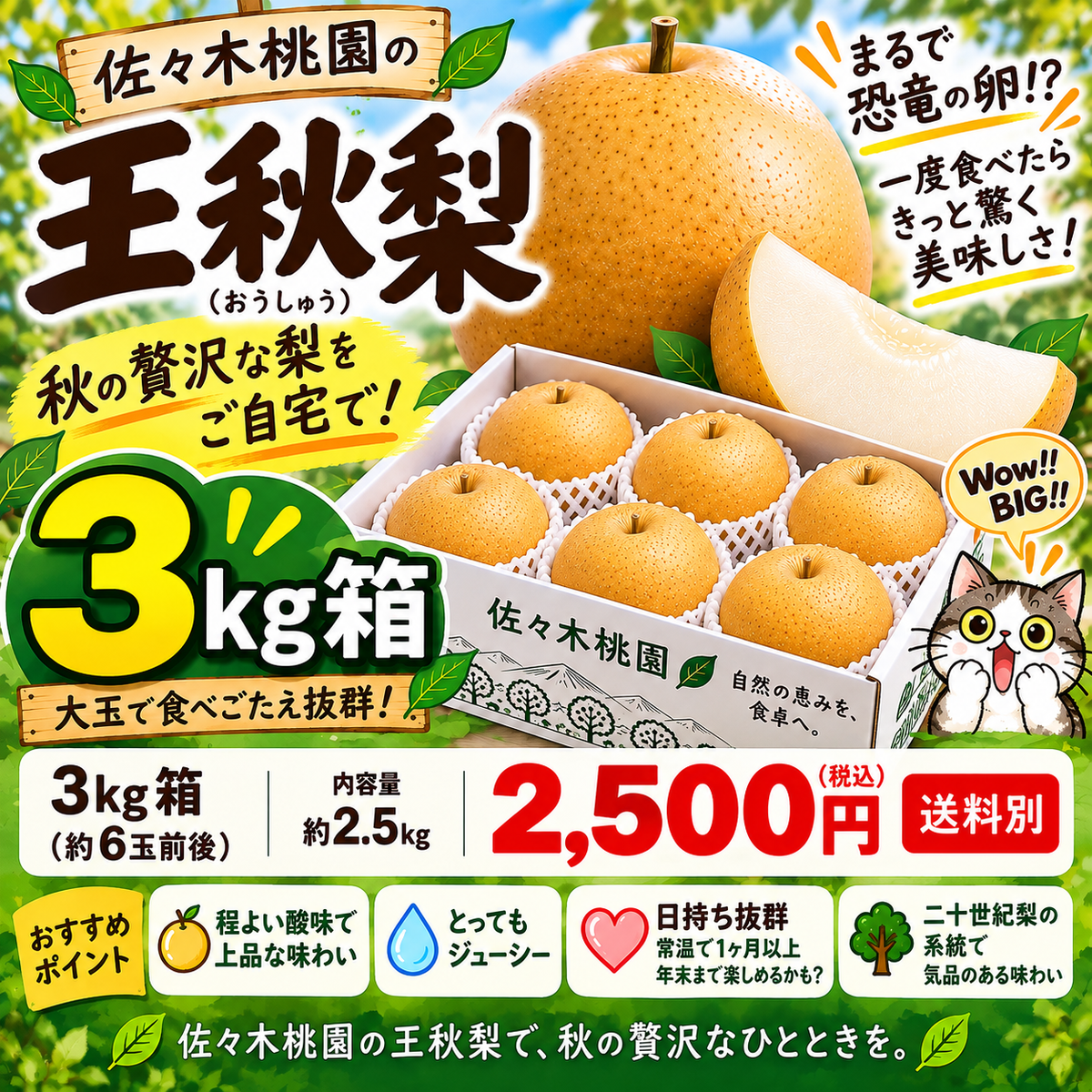 10月5日スタート　王秋おうしゅう　秀品3ｋｇ箱（6玉前後）(約2.5キロ）