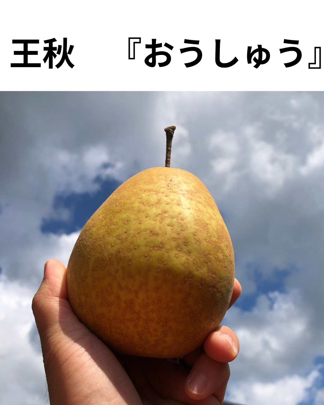 10月5日スタート　王秋おうしゅう　秀品5ｋｇ箱（8～12玉入り）(約4.3キロ）