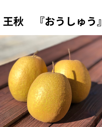 10月5日スタート　王秋おうしゅう　秀品3ｋｇ箱（6玉前後）(約2.5キロ）
