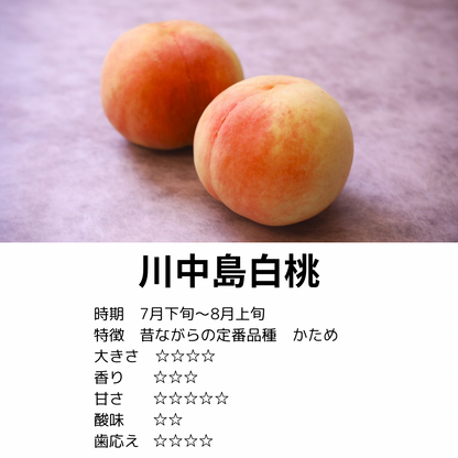 7月下旬から　川中島白桃　優品2ｋｇ箱（B級品）（5～9玉入り）