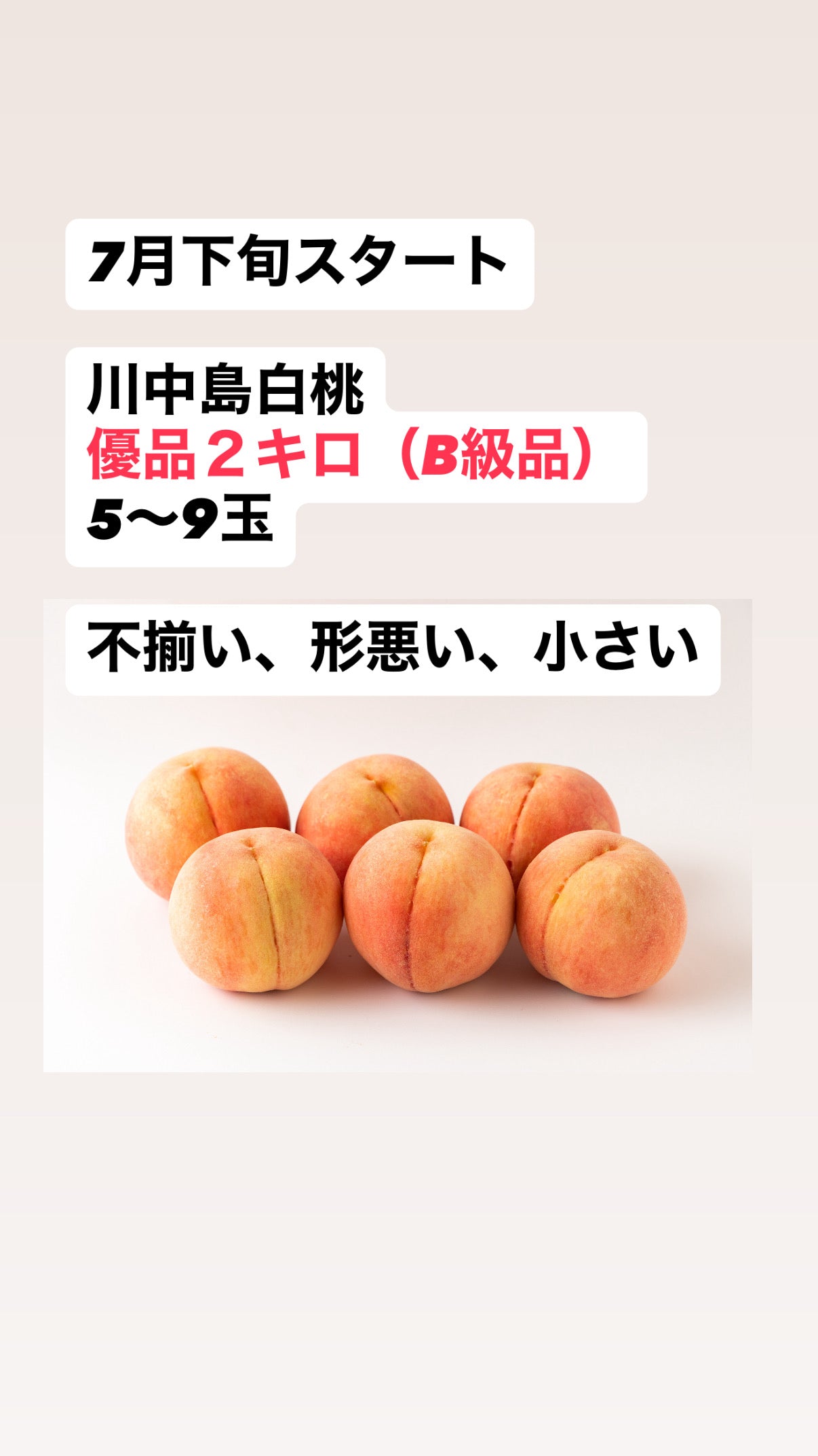7月下旬から　川中島白桃　優品2ｋｇ箱（B級品）（5～9玉入り）