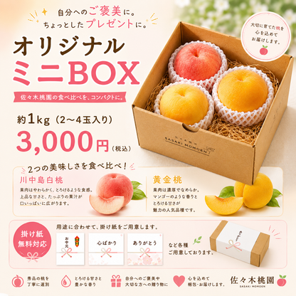 7月下旬から　数量限定　食べ比べセット！川中島白桃＆黄金桃【秀品】オリジナルミニBOX（2～4玉入り）約1ｋｇ