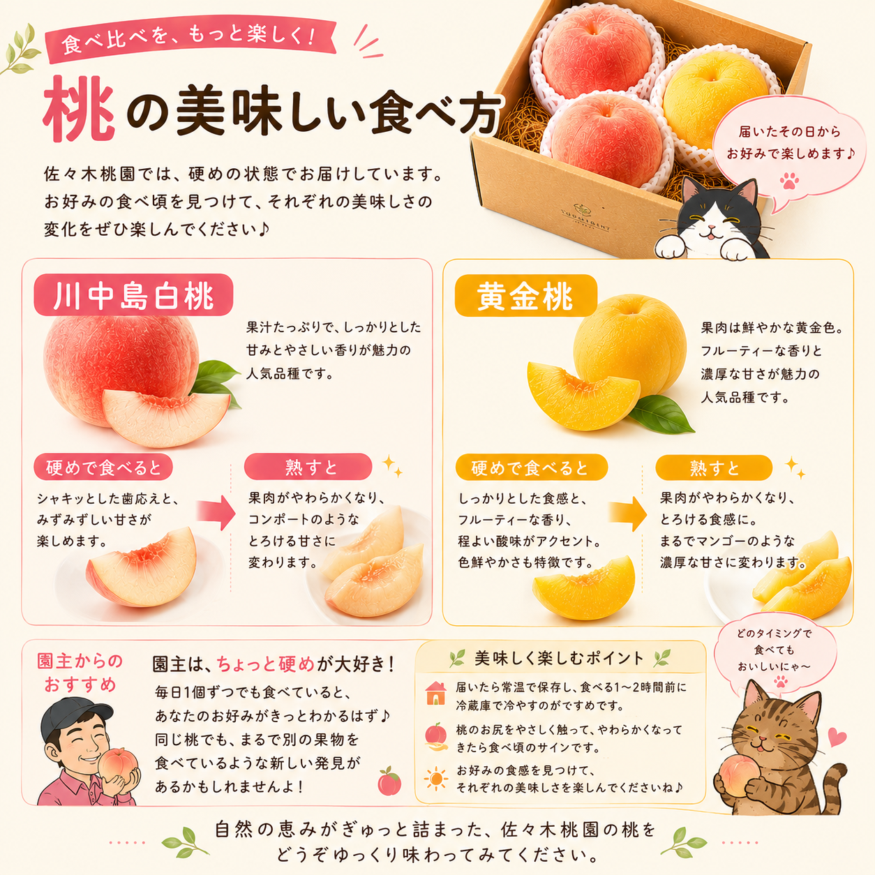 7月下旬から　数量限定　食べ比べセット！川中島白桃＆黄金桃【秀品】2ｋｇ箱（5～8玉入り）