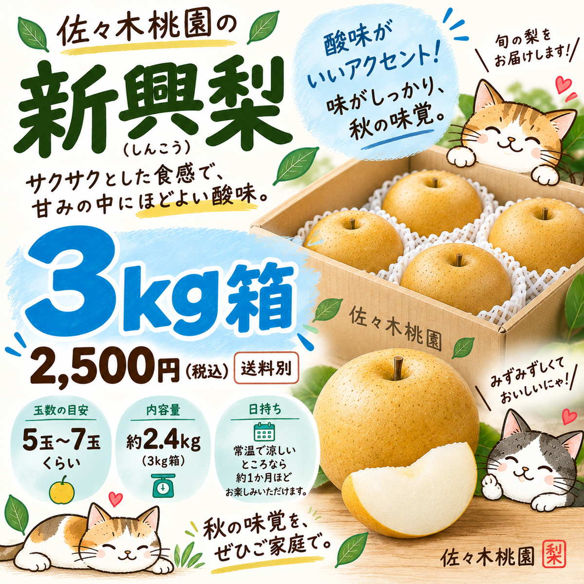 新興しんこう　秀品3ｋｇ箱（5～8玉入り）(約2.4キロ）