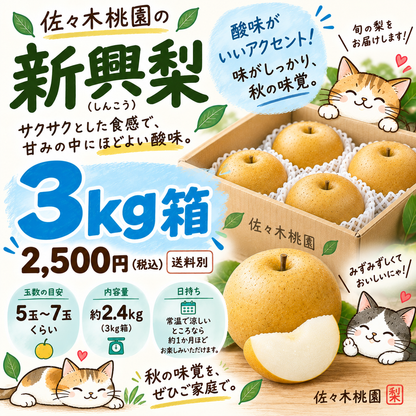 新興しんこう　秀品3ｋｇ箱（5～8玉入り）(約2.4キロ）