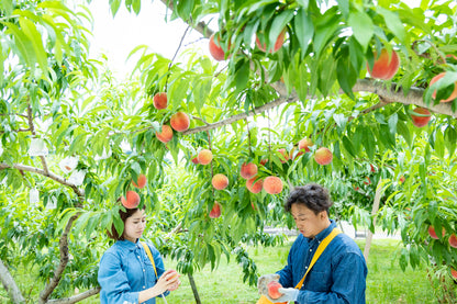 7月下旬から　川中島白桃　優品2ｋｇ箱（B級品）（5～9玉入り）